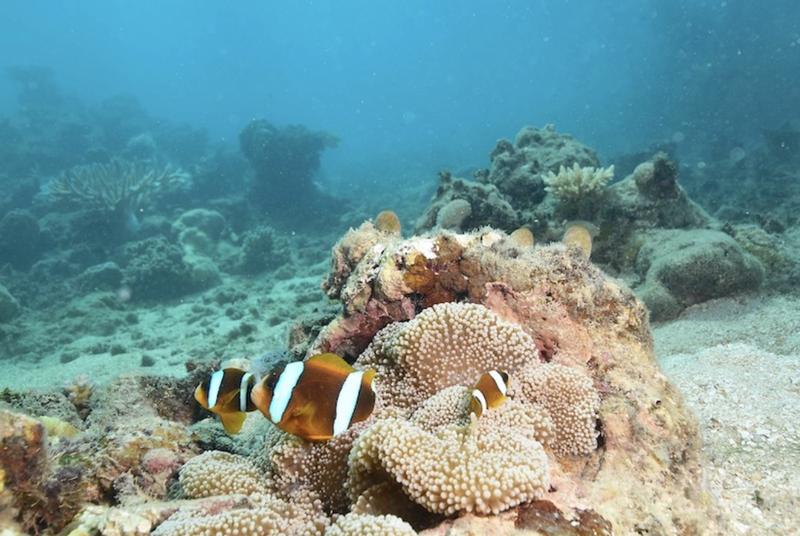 Green Island Full Day Trip + Snorkelling OR Glass Bottom Boat