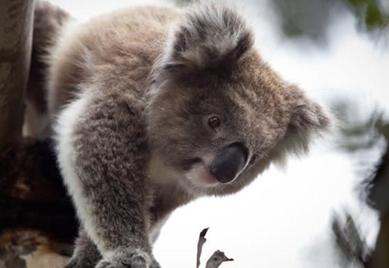 Phillip Island Koala Conservation Reserve Entry