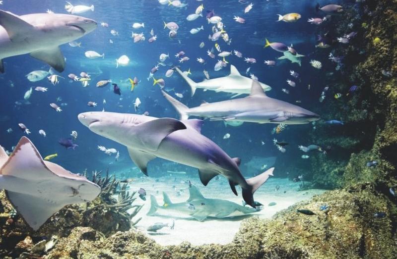 SEA LIFE Sydney Aquarium Admission