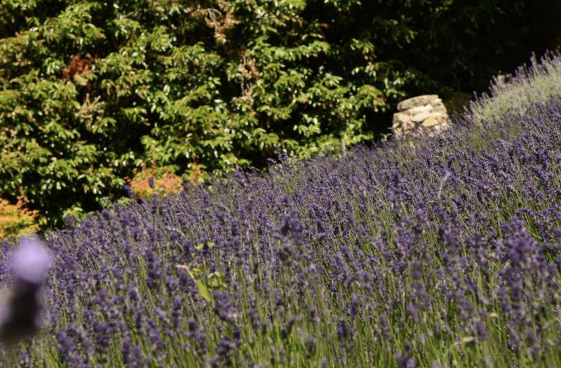 Ashcombe Maze & Lavender Gardens