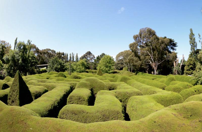 Ashcombe Maze & Lavender Gardens