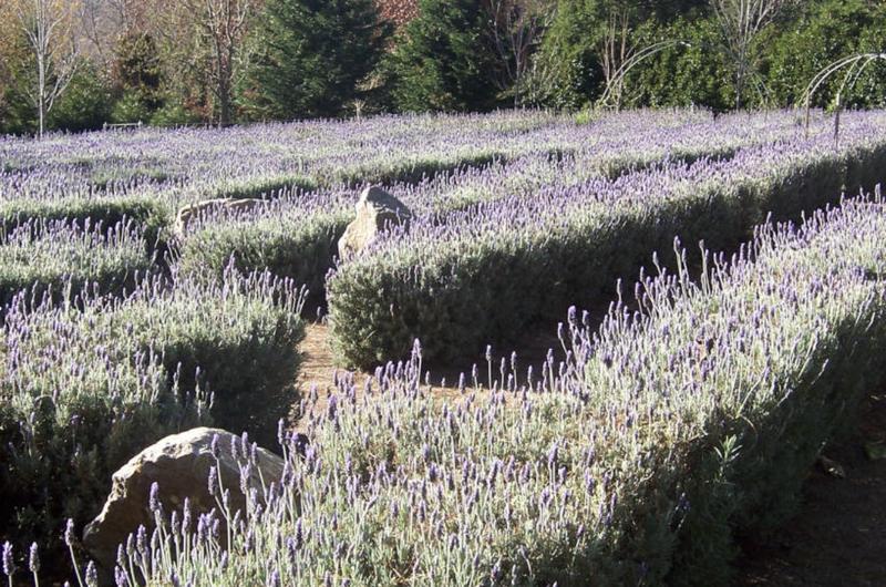 Ashcombe Maze & Lavender Gardens