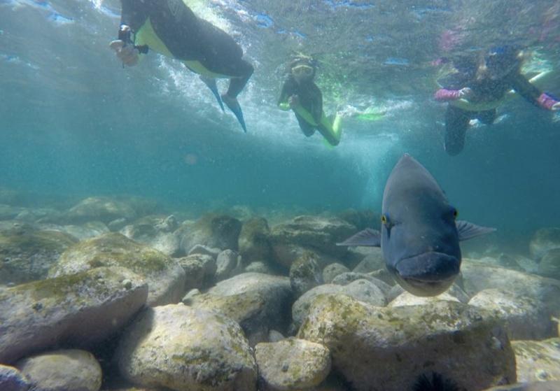 Manly and Shelly Beach Snorkeling Tour