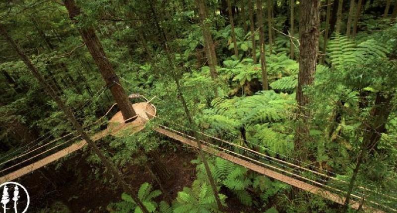 Redwoods Treewalk - Experience 